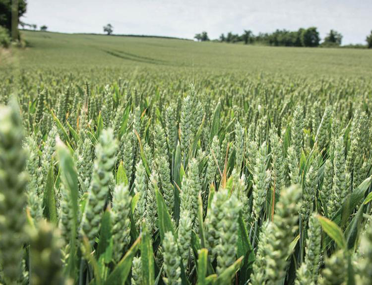 Producción Agropecuaria